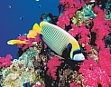 egypt-egypt-hurghada-hurghada-giftun-azur-resort-2