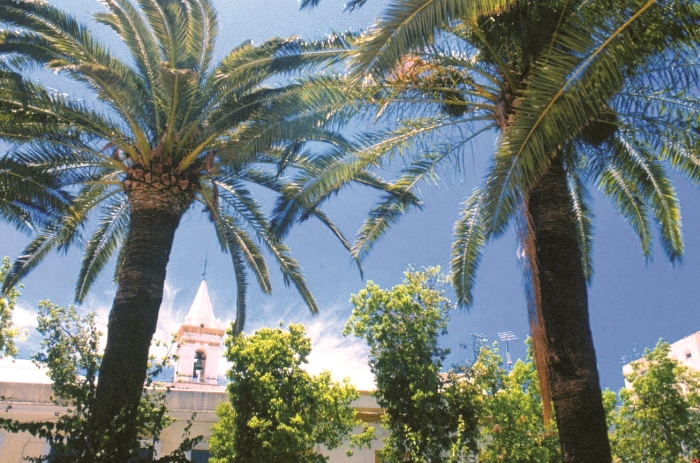 Spanelsko-12-Almeria-Priroda-spanelskeho-jihu,-to-jsou-take-vsudypritomne-palmy.jpg