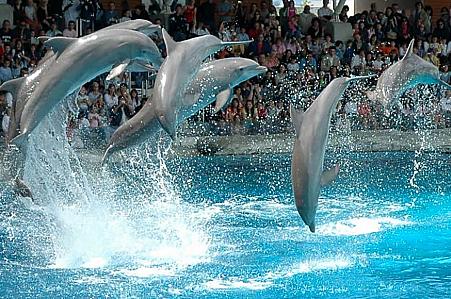 Varna - delfinárium - CK FISCHER