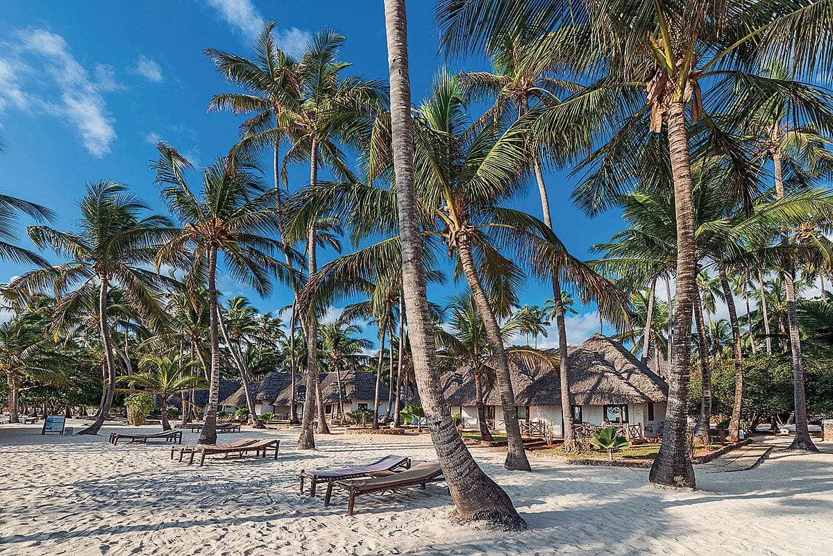 Zanzibar, palmový háj Zanzibar, palmový háj