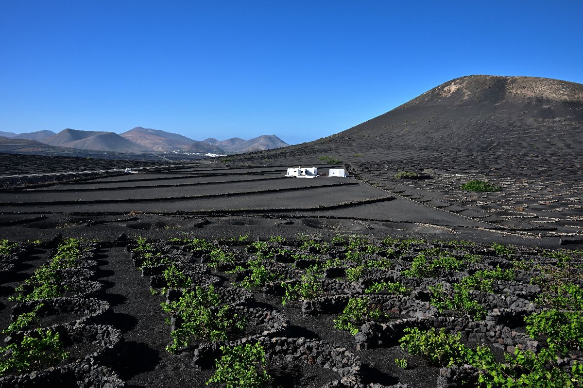 Vinice La Geria na Lanzarote