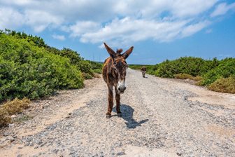 Polodivoký osel v severokyperské přírodní rezervaci Karpaz