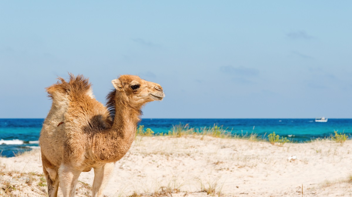 Exotická příroda, typické trhy a nepřeberná nabídka aktivit vám zaručí báječnou dovolenou v Tunisku Exotická příroda, typické trhy a nepřeberná nabídka aktivit vám zaručí báječnou dovolenou v Tunisku