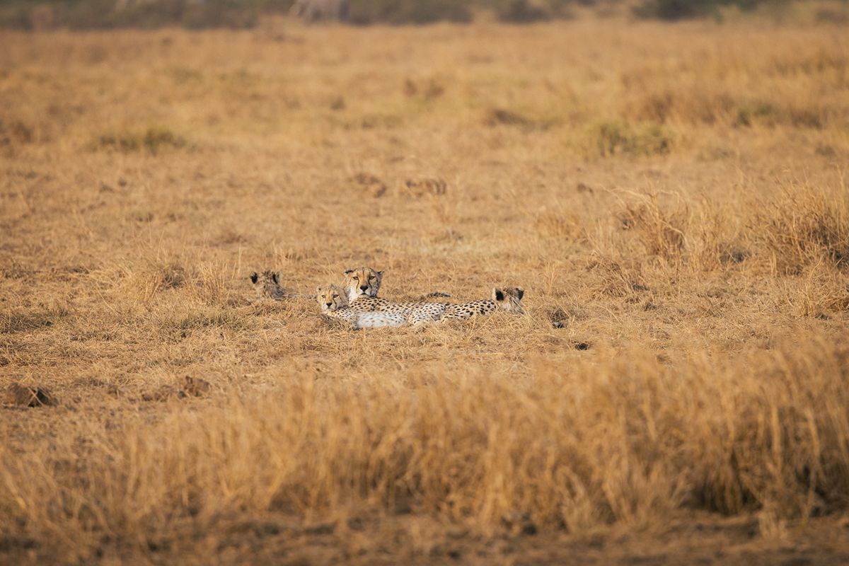 Gepard