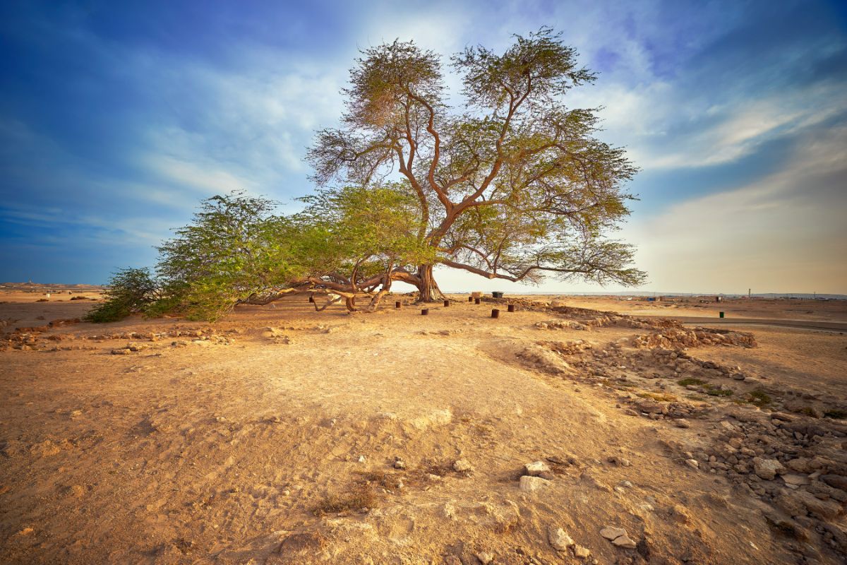 Strom života na Bahrajnu