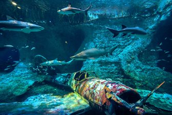 Žraloci v National Aquarium Abu Dhabi