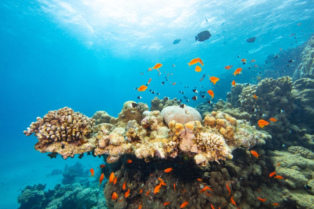 Korálový útes v Marsa Alam