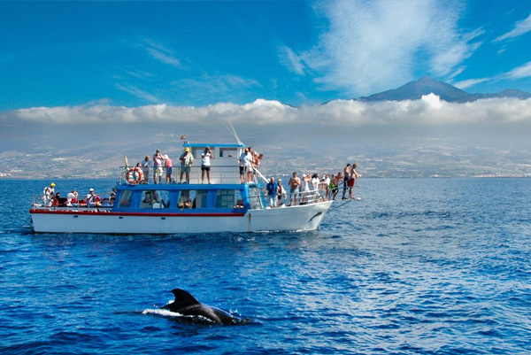 Pozorování velryb na Tenerife