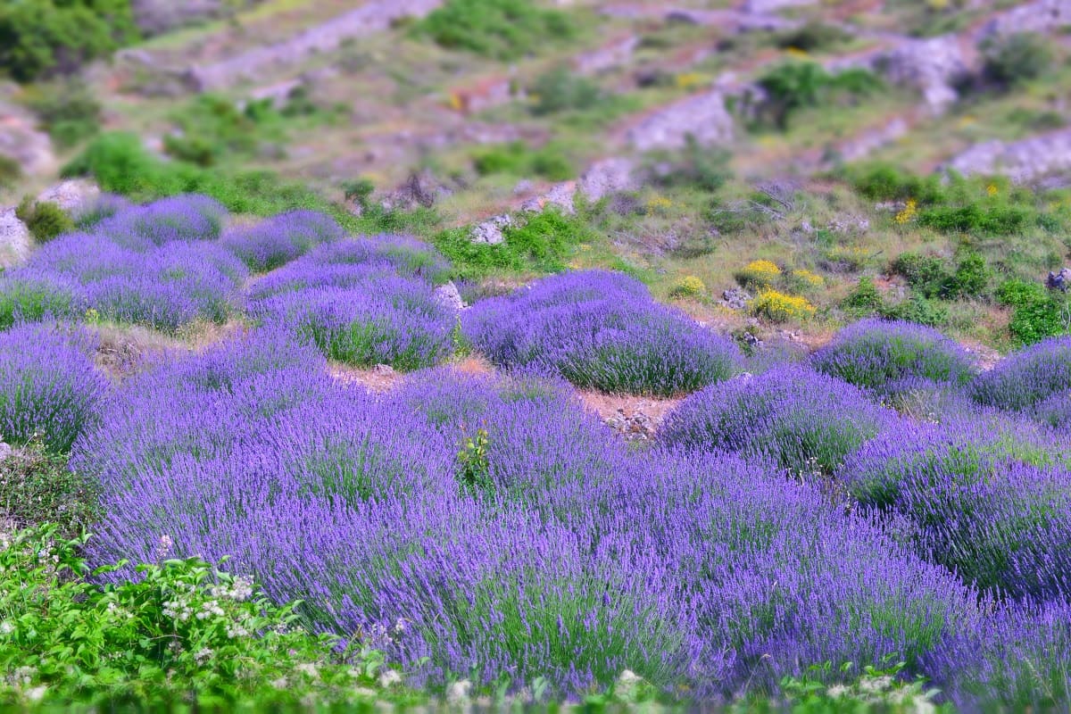Chorvatsko, levandulové pole na ostrově Hvar Chorvatsko, levandulové pole na ostrově Hvar