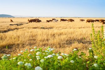 Krajina národního parku Ichkeul