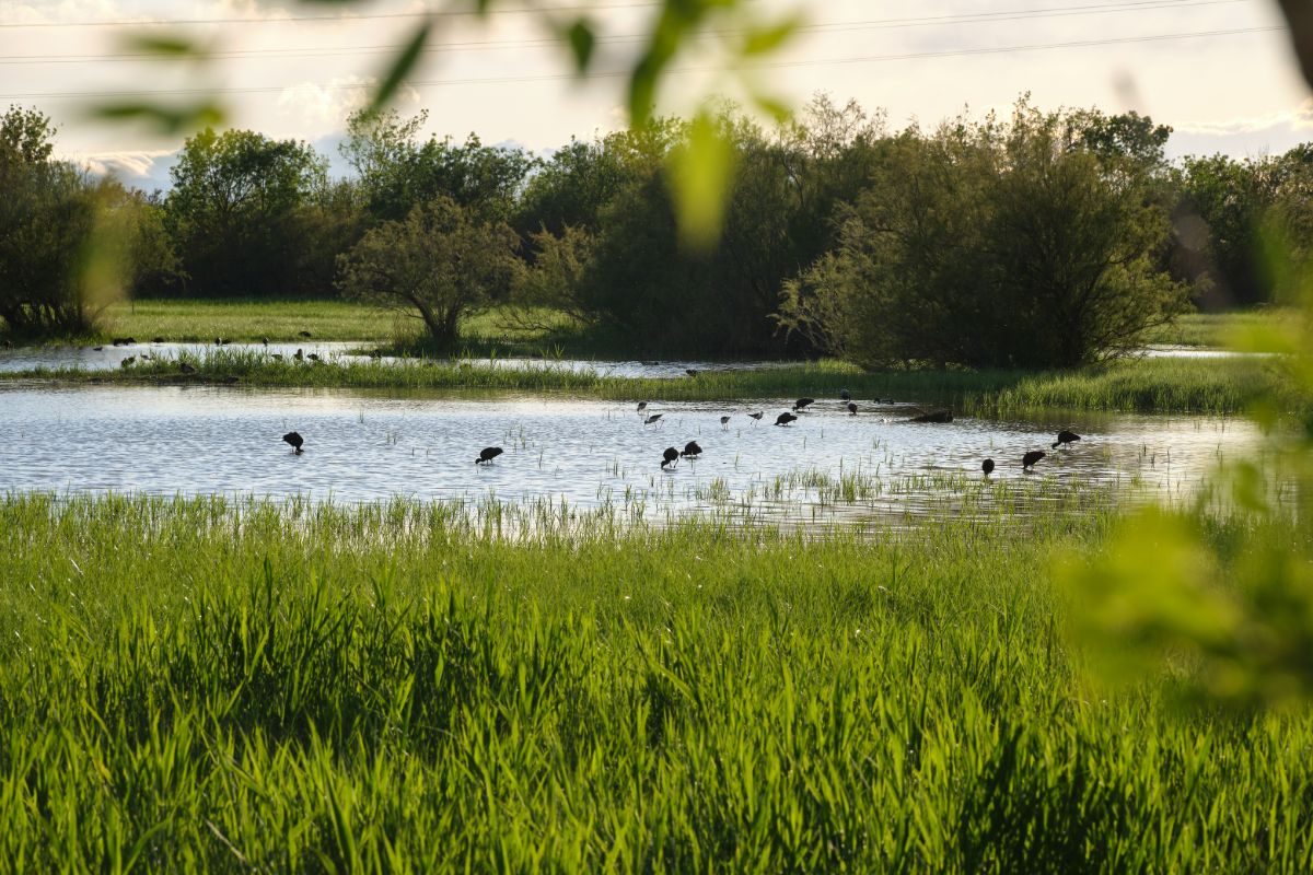 Aiguamolls de l'Empordà