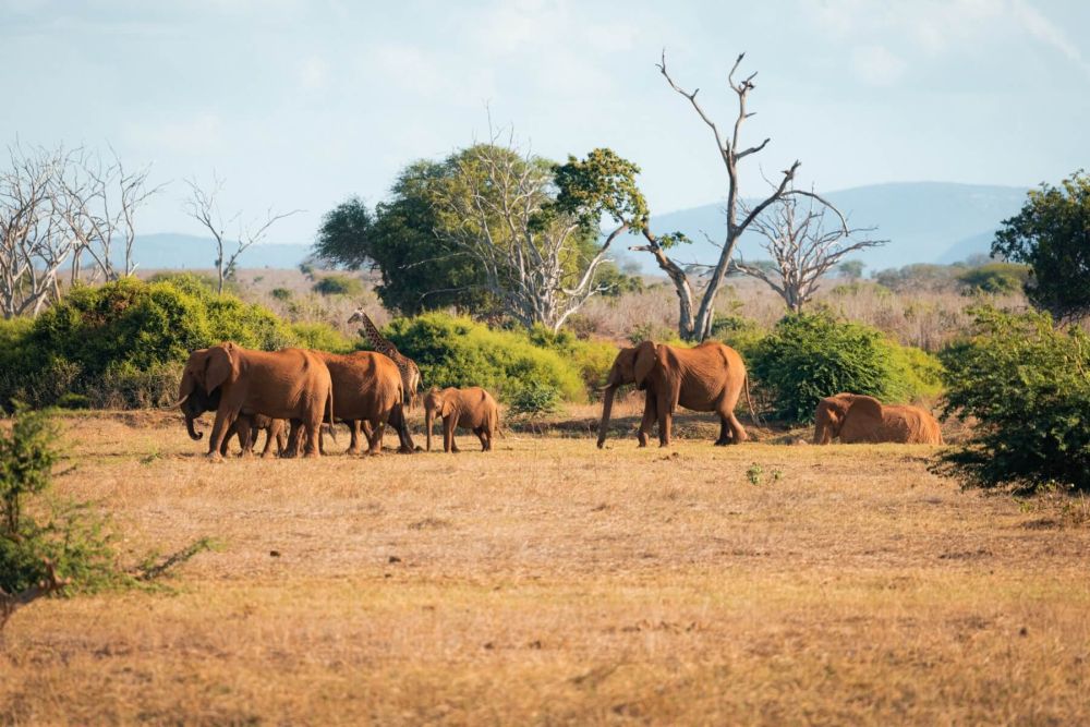 Tsavo Safari, Keňa 