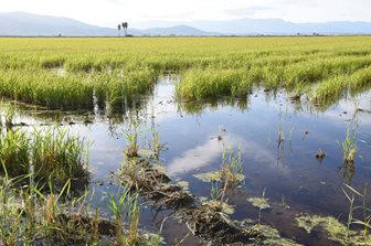 Rýžová pole v deltě řeky Ebro