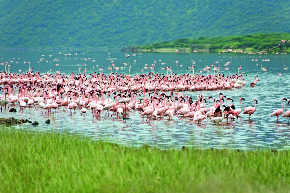 Jezero Bogoria, Keňa