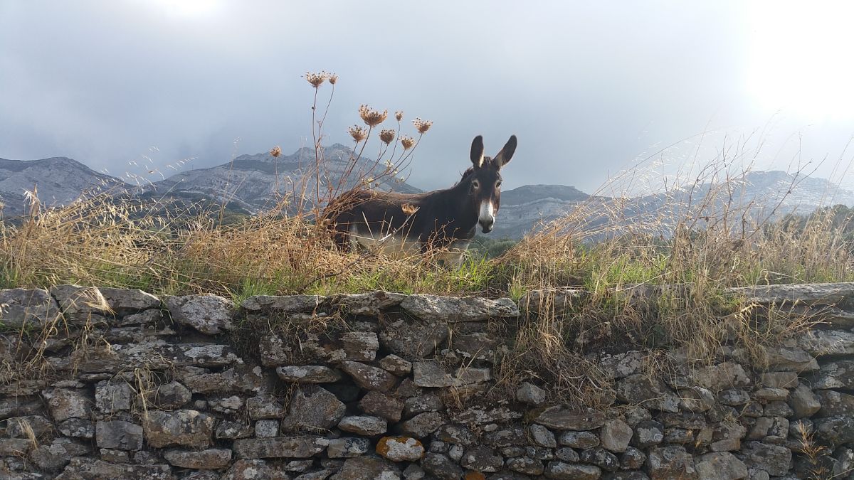 Osel na ostrově Naxos