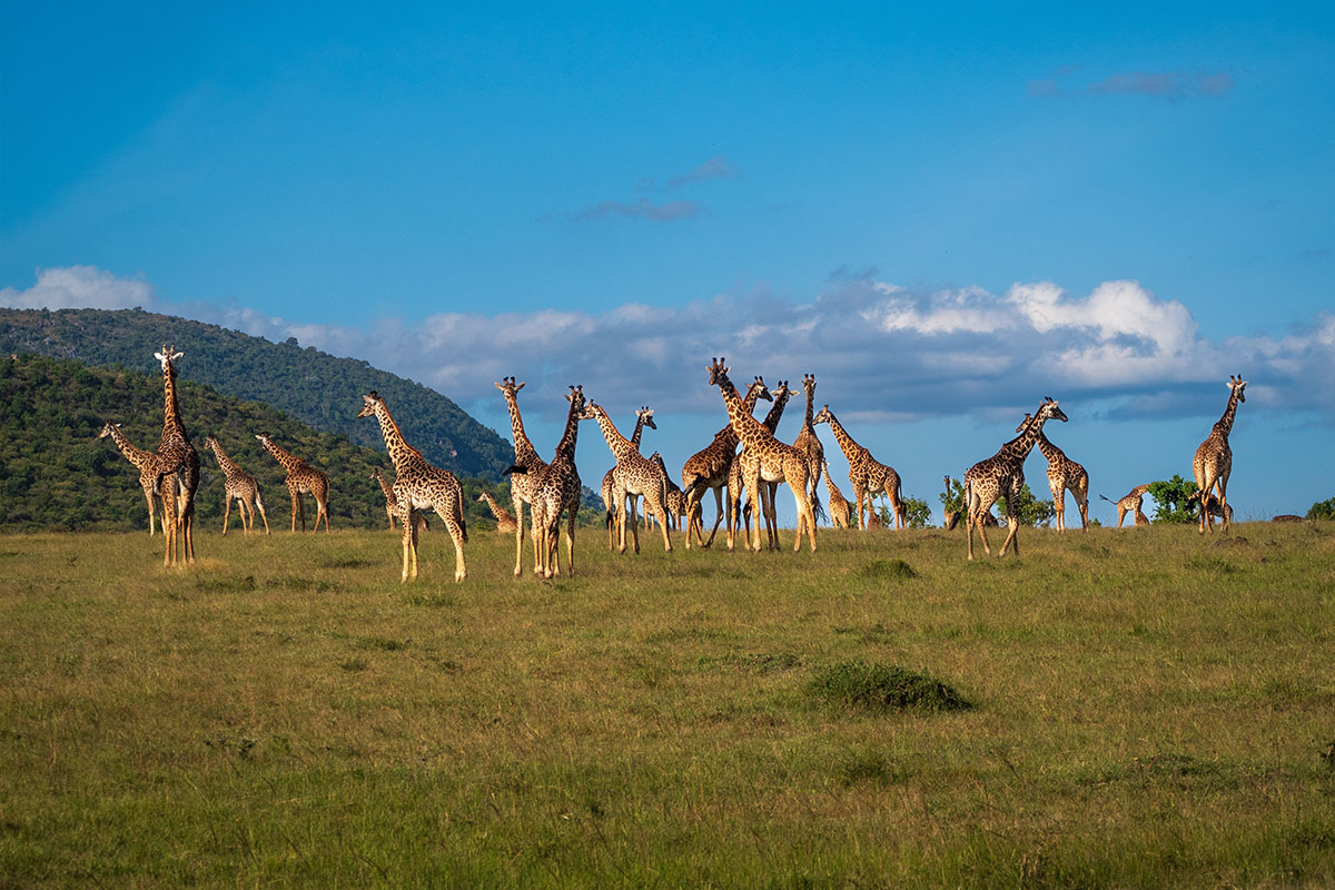 Keňa, žirafy v přírodním parku Masai Mara