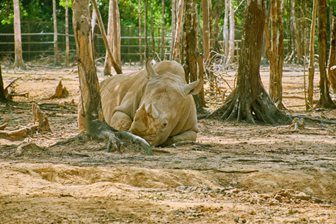 Safari Park VinPearl Phu Quoc