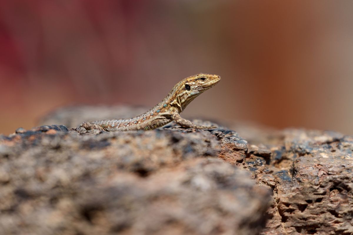 Ještěrka gallotia galloti