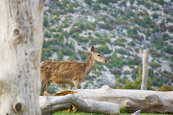 Národní park Parnitha