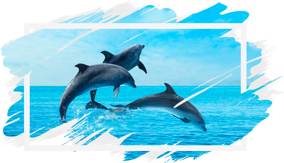 Velryby a delfíni za oknem