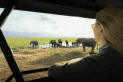 Keňa, safari Keňa, safari