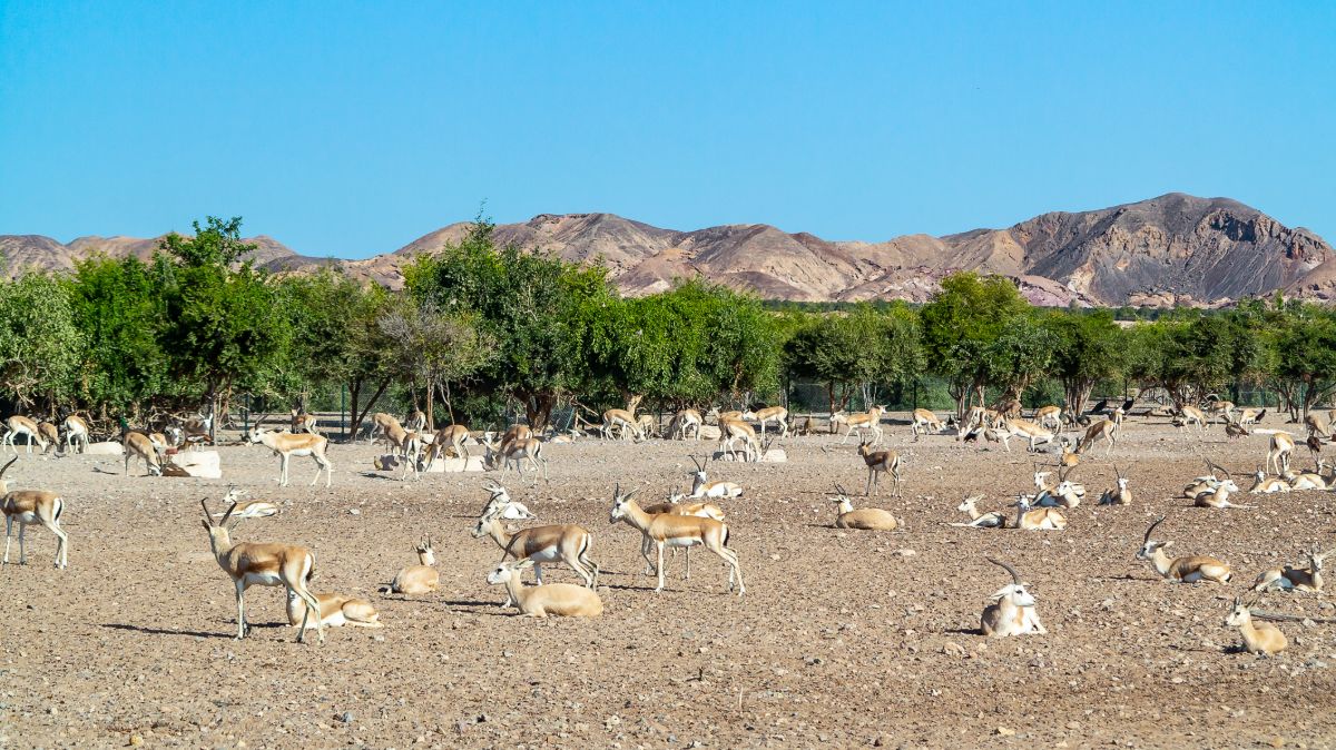 Safari na ostrově Sir Bani Yas Safari na ostrově Sir Bani Yas