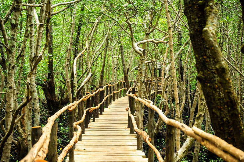 Národní park Jozani na Zanzibaru