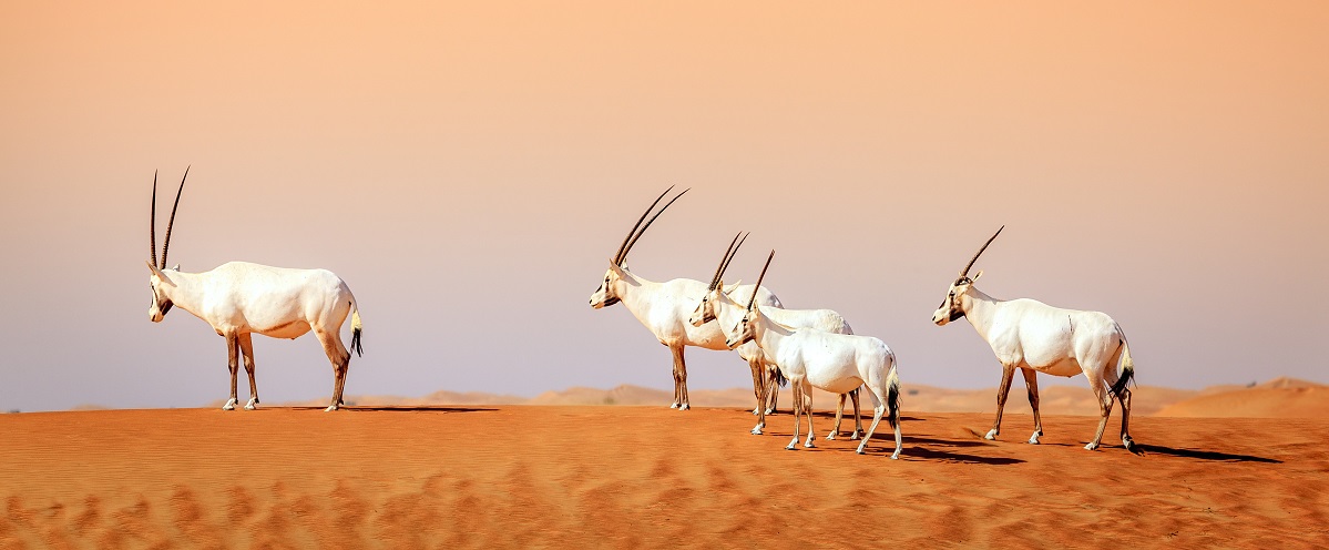 Arabské antilopy v pouštní rezervaci