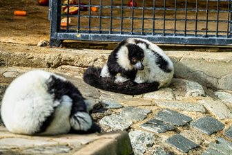 Lemuři v Zoobotánico Jerez