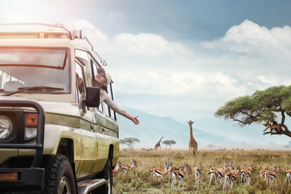 Safari jeep, Keňa 