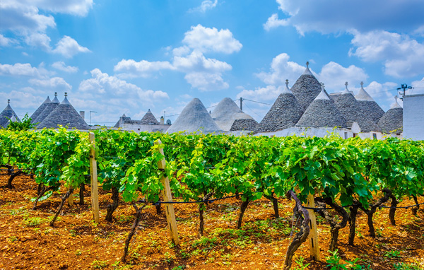 Vinice u Alberobello v Apulii Vinice u Alberobello v Apulii