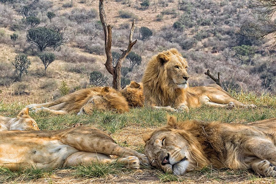 Jihoafrická republika, národní park Kruger Jihoafrická republika, národní park Kruger