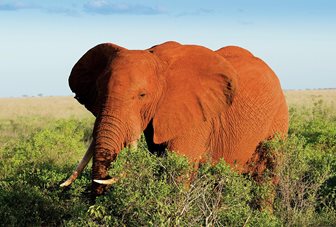 Národní park Tsavo West, slon