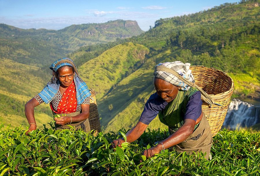 Srí Lanka, čajové plantáže Srí Lanka, čajové plantáže