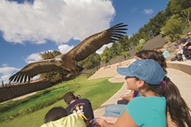 Spanelsko-08-Lanzarote-Rancho-Texas-Park-pobavi-male-i-velke-navstevniky.jpg