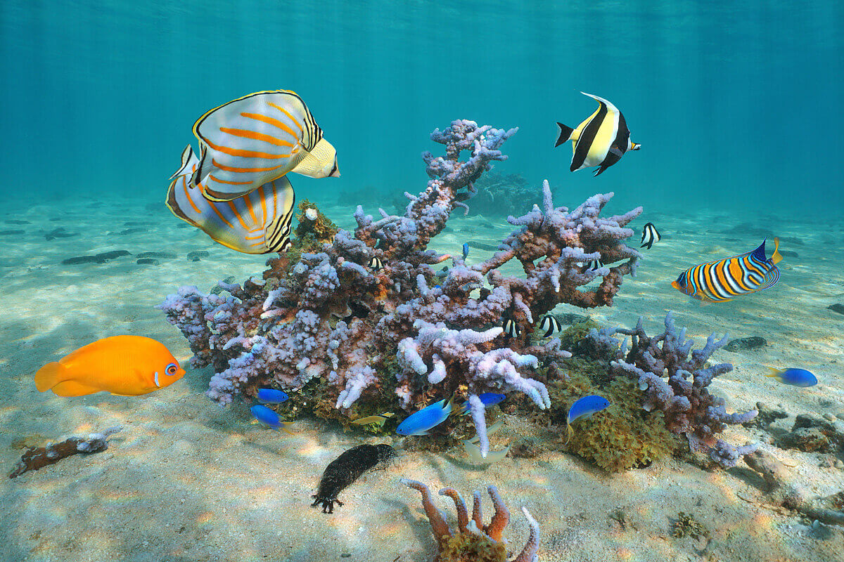 Cookovy ostrovy jsou domovem stovek druhů tropických ryb a živočichů.