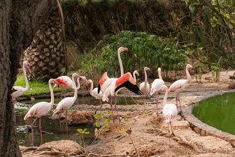 Zoo de Lagos