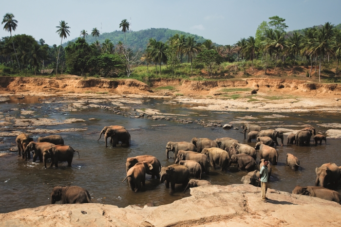 Sri-Lanka-Kralem-fauny-Sri-Lanky-je-slon.jpg