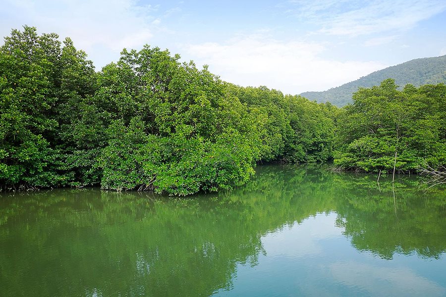 Koh Chang, mangrovové porosty Koh Chang, mangrovové porosty
