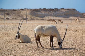 Útočiště oryxe arabského