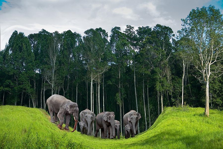 Koh Chang, sloni Koh Chang, sloni