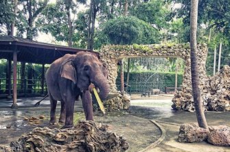 Elephant Safari Park