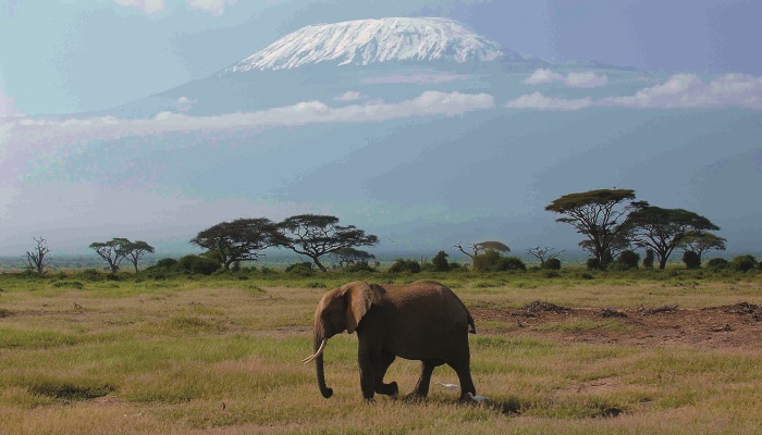 Kena-se-nachazi-na-rovniku-pod-Kilimandzarem.jpg