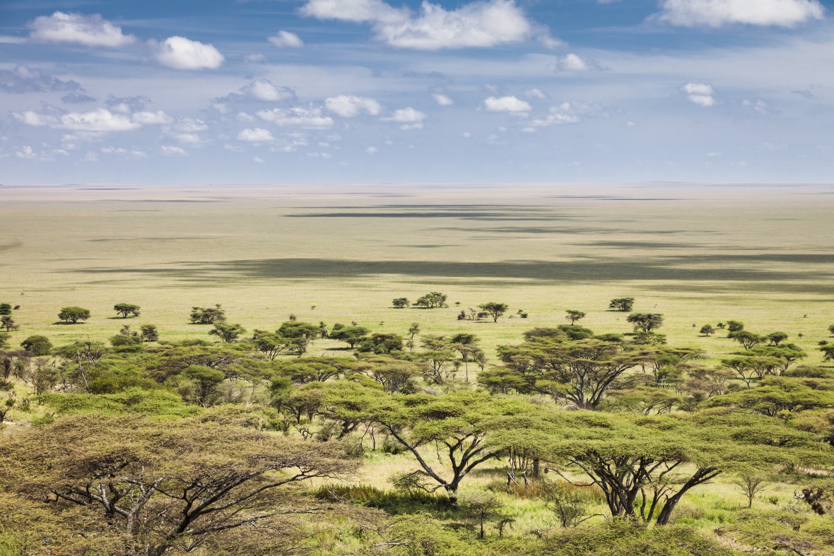 NP Serengeti v Tanzanii