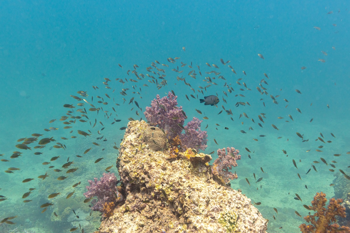 Omán, skvělá destinace pro potápění a šnorchlování