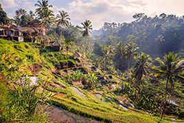 Ubud.jpg