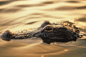 Aligator-je-typickym-zivocichem-Floridy.jpg