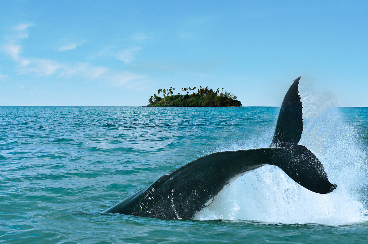 Velryby připlouvají k břehům Rarotongy od července do října.