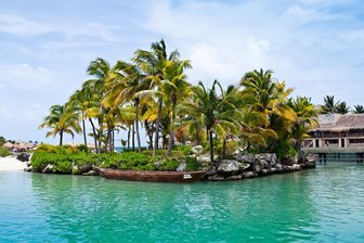 Riviera Maya, palmy