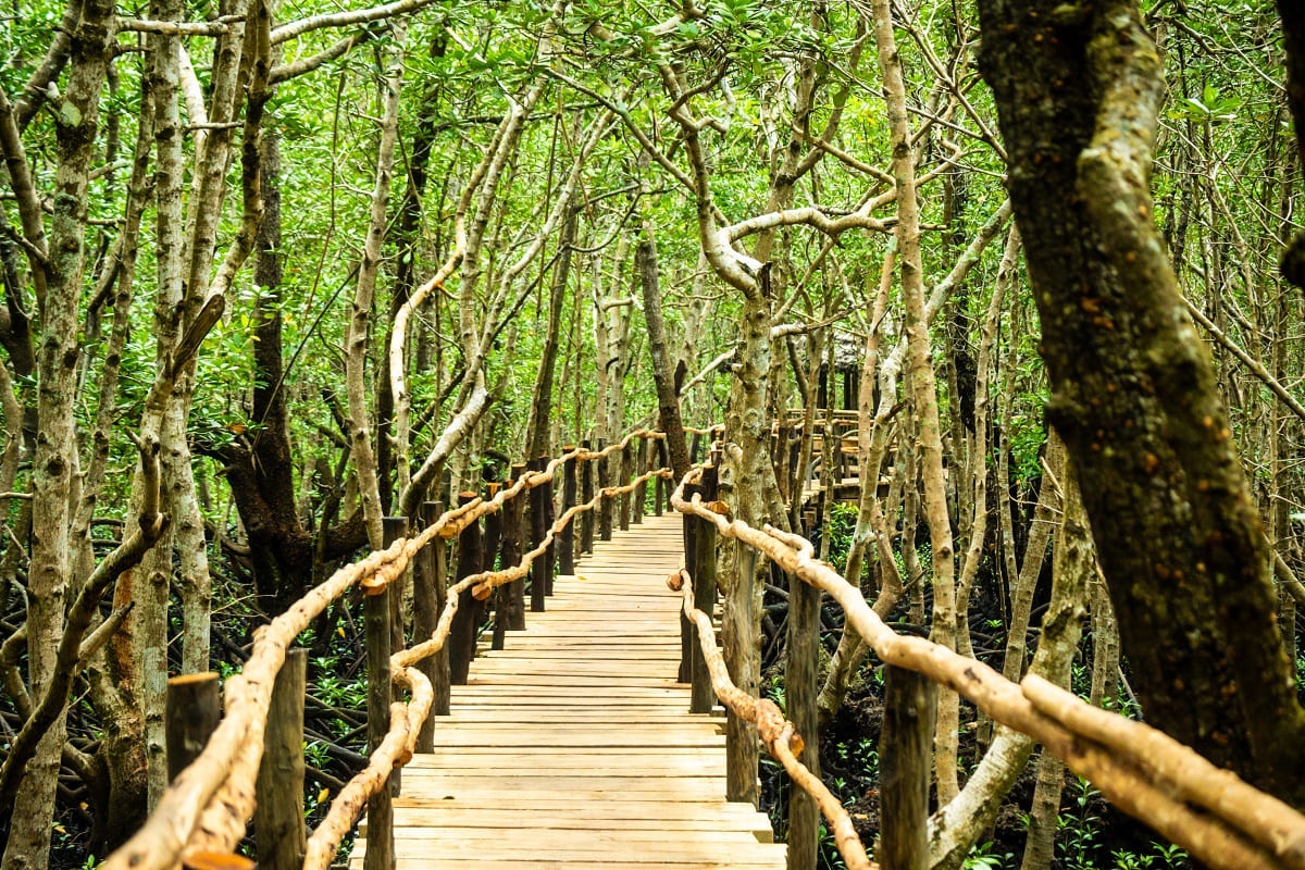 Národní park Jozani na Zanzibaru